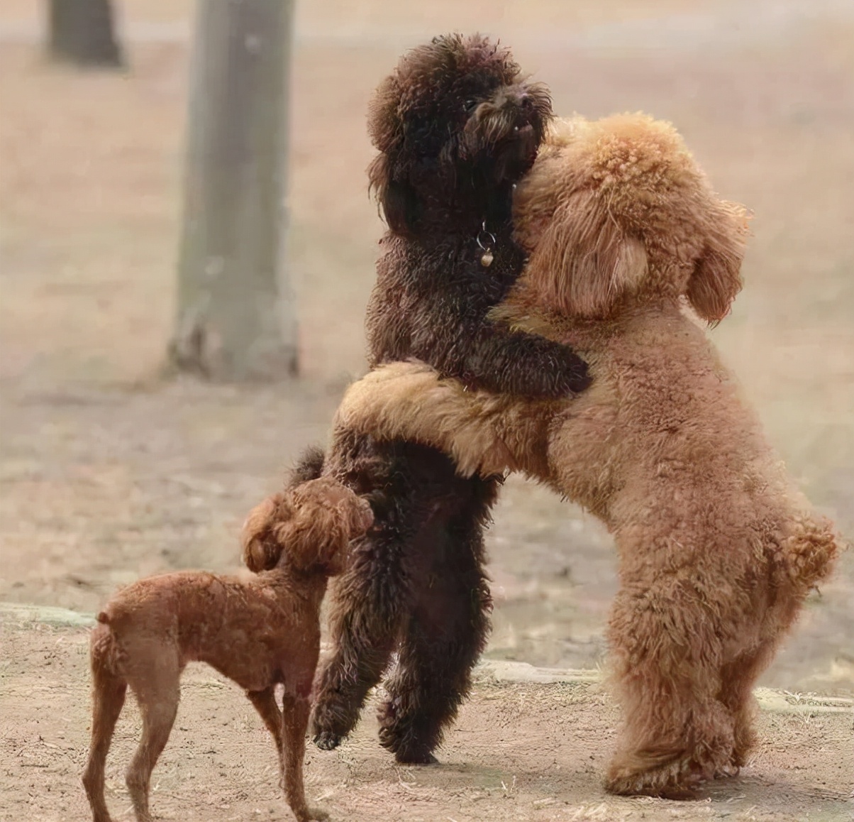 中途打断交配的狗狗,会带来什么影响?