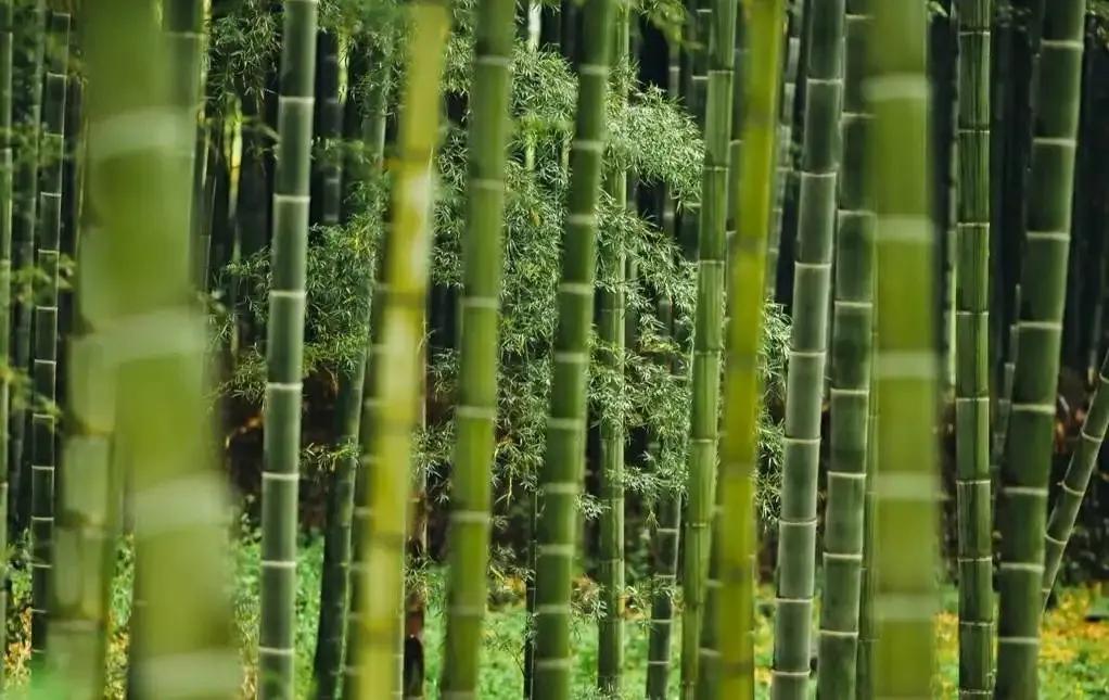 “诗鬼”李贺最有名的八首诗，奇丽诡谲，每一首都让人耳目一新