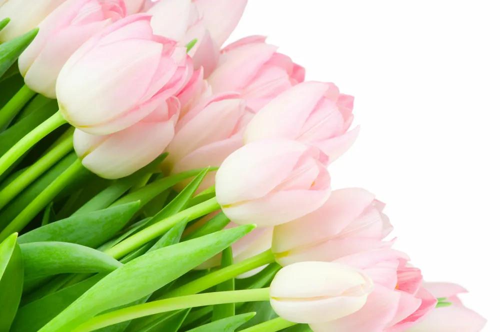 粉色郁金香花束图片大全,粉色郁金香杯