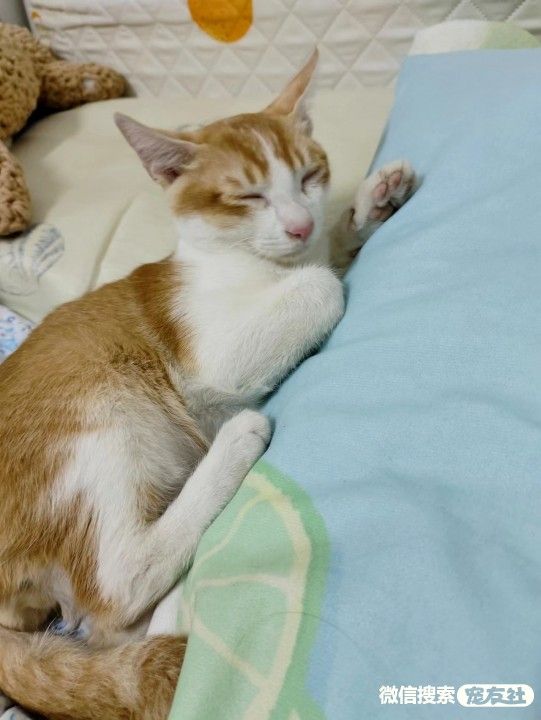 附近宠物店免费领养同城,猫狗领养平台免费赠送狗狗