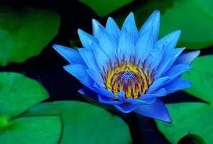 蓝睡莲美,蓝睡莲