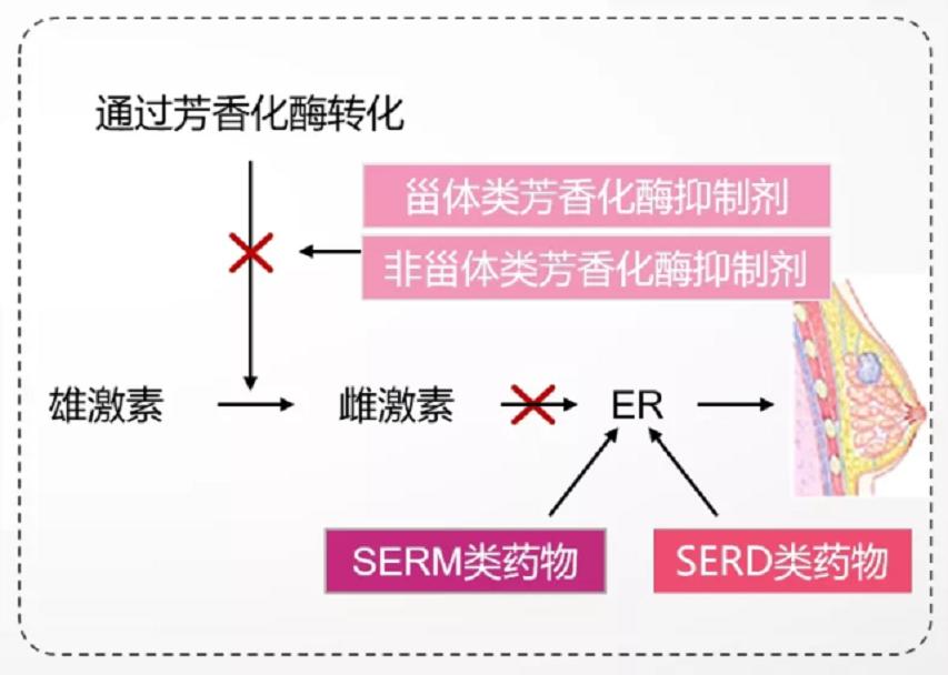 男人为何“好色”？已有科学依据，原来男人拥有两颗“大脑”