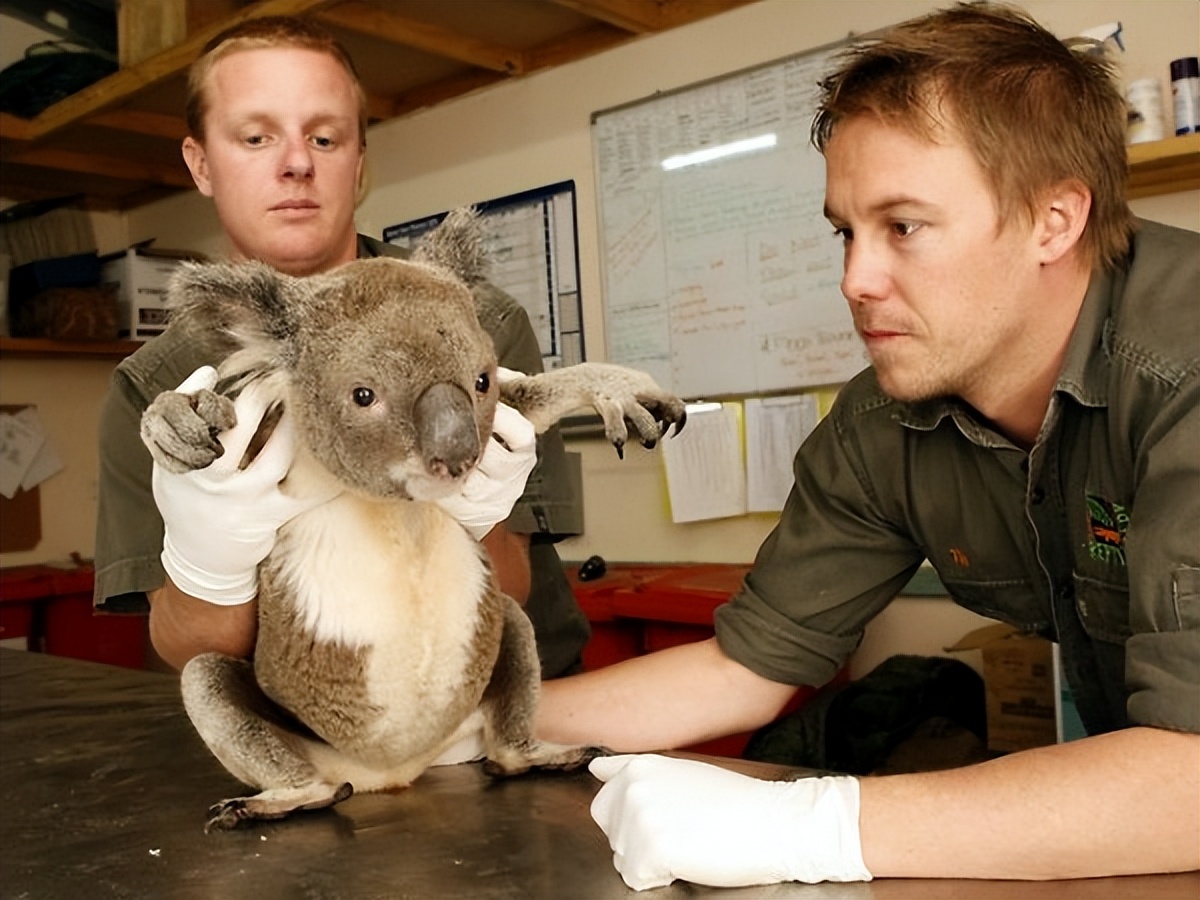 充满想象力的动物图片100张,卡通动物图片大全可爱