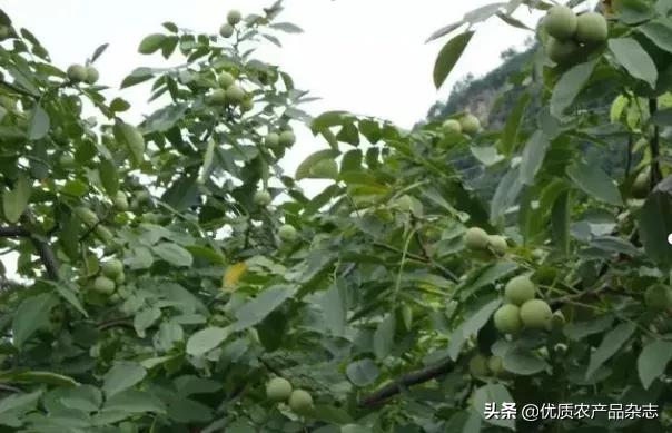 大田薄皮核桃,薄皮核桃小核桃