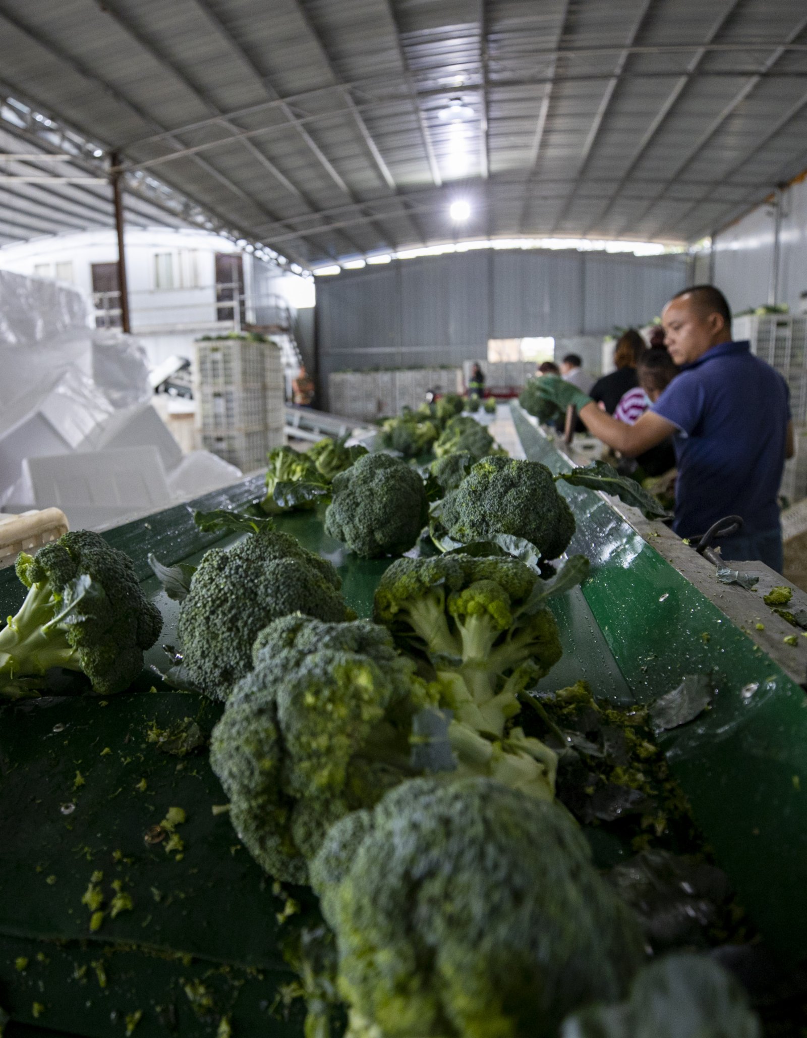 日本垄断西兰花种子市场，每年狂赚我国数十亿，我国如何反击？
