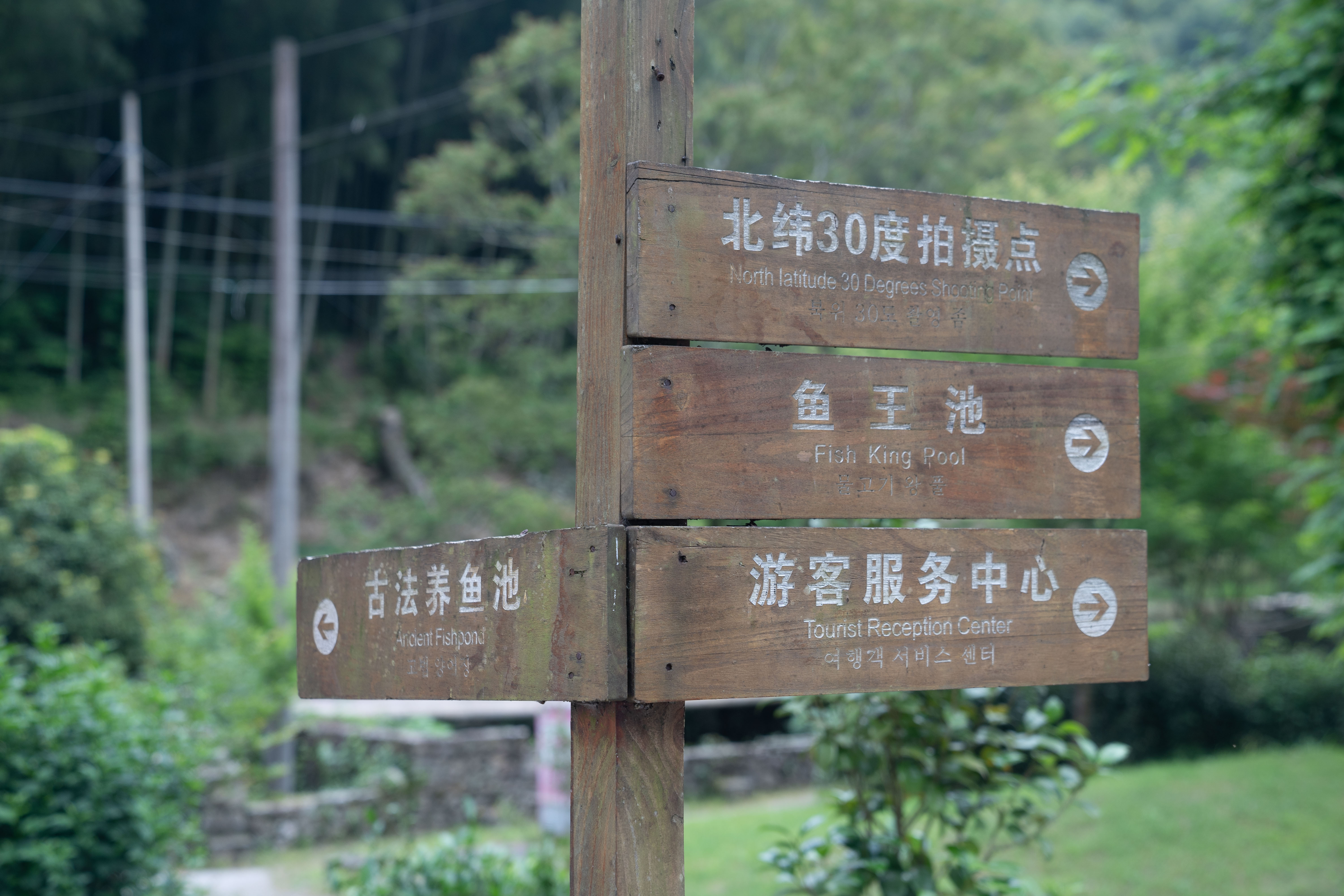 衢州哪里的鱼最好吃,衢州吃清水鱼最好的地方