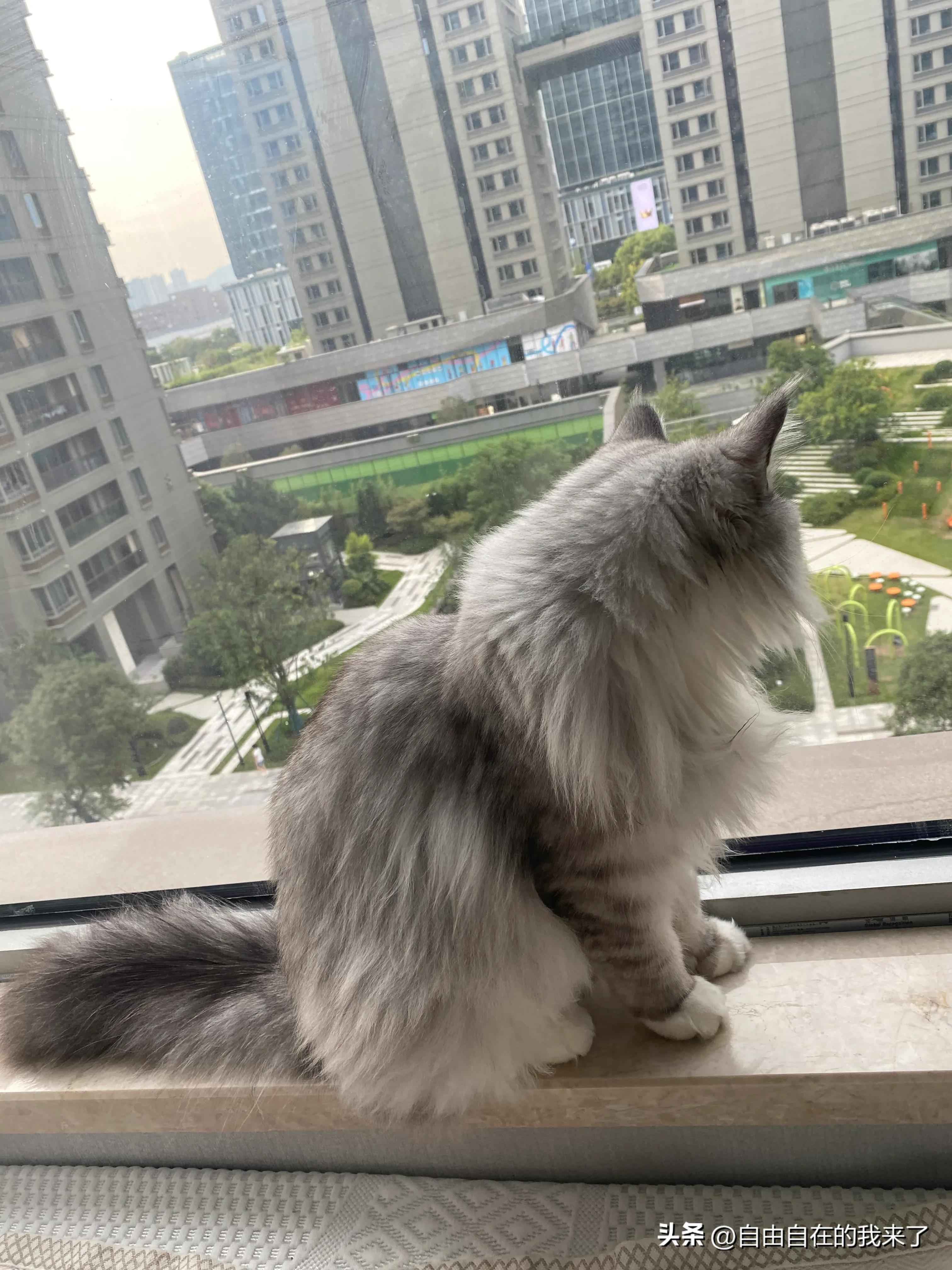 猫咪感冒发烧保险能不能用,猫咪感冒主人花了五六千没治好