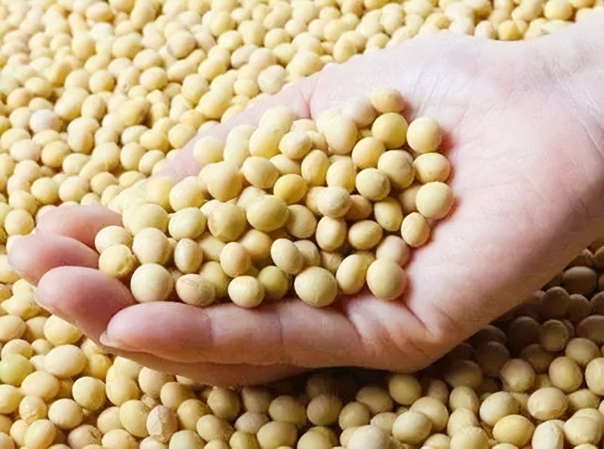 巴西对中国出口大豆问题,巴西大豆对中国出口新政策