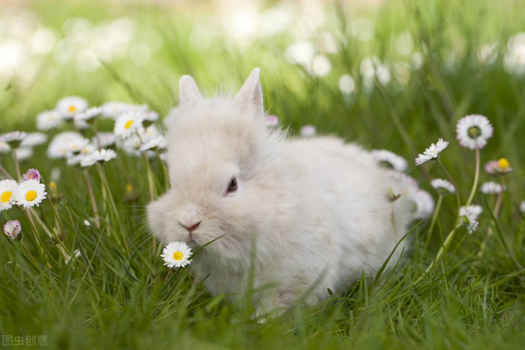 兔兔饲养指南,兔兔冬天怎么保暖