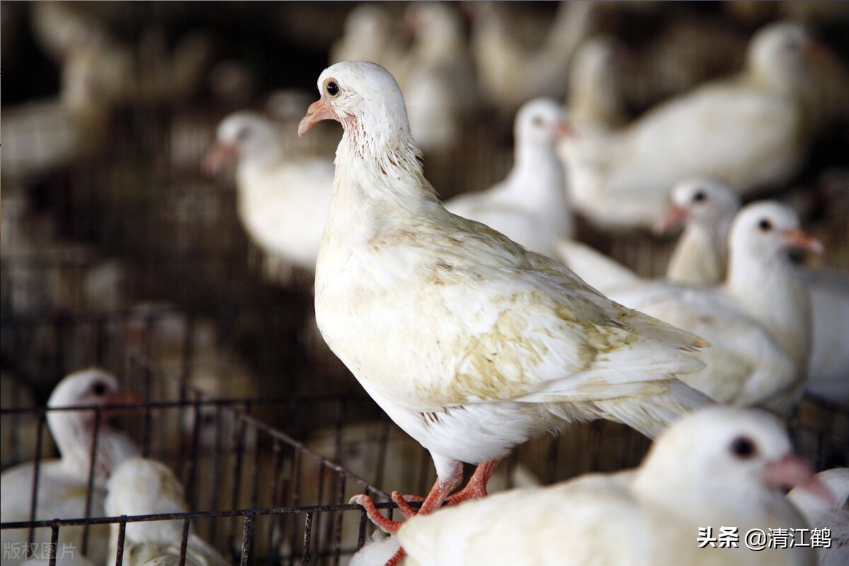 鸽子喂食的正确方式,散养的鸽子每天的什么时候喂最好