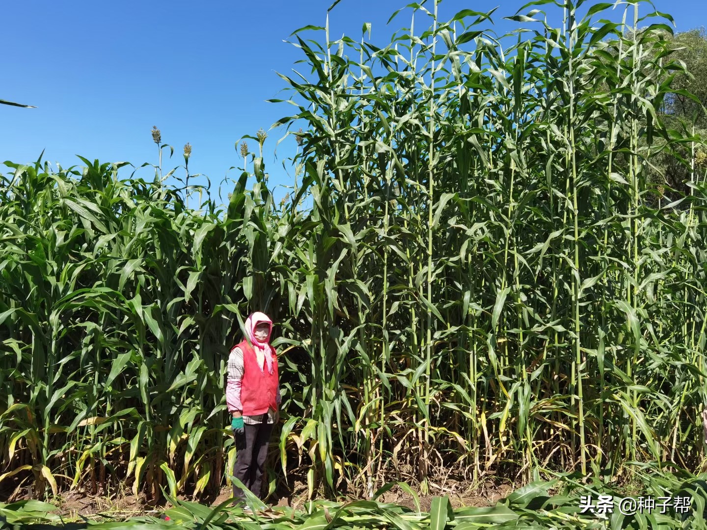 巨型高粱品种,巨型高粱有哪些品种