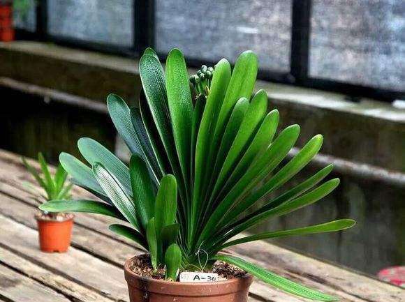 新手养护君子兰注意这三点,养君子兰避开3个误区叶大花又艳