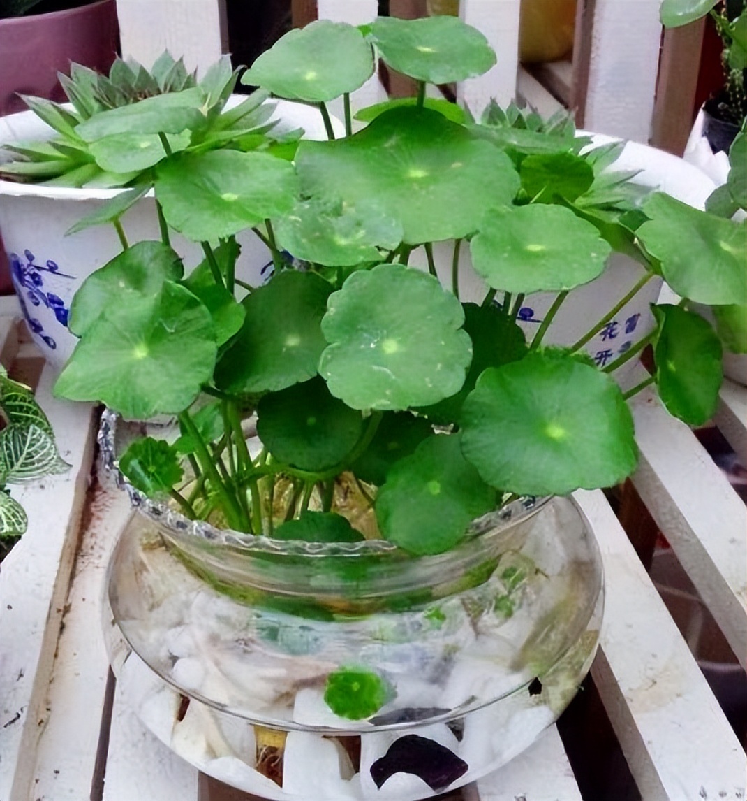 种植花草多久浇一次水好,冬天一浇水就烂根的5种植物