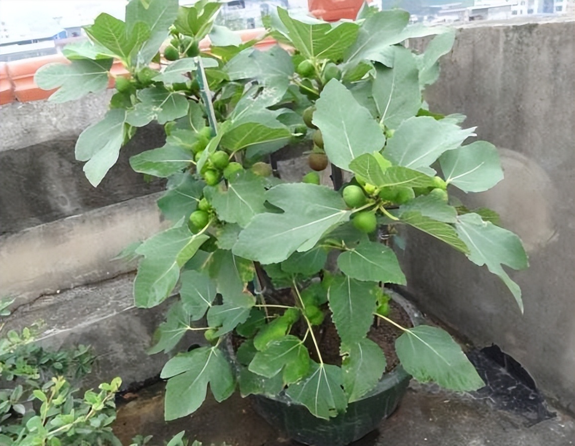 李子核埋在地下多久能发芽,吃剩的苹果核第二年种可以吗