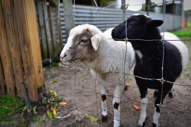 黄衣之主哈斯塔怎么溜,黄衣之主哈斯塔英文名