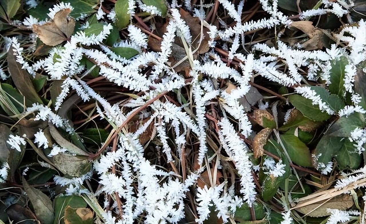 湿气重，四肢沉重，不想动弹？就用渗湿汤