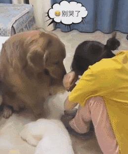 养狗首选的3种狗既便宜又好养,新手养狗什么狗比较便宜好养