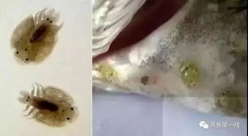 鱼身上长锚头鳋虫图片,锚头鳋孢子虫