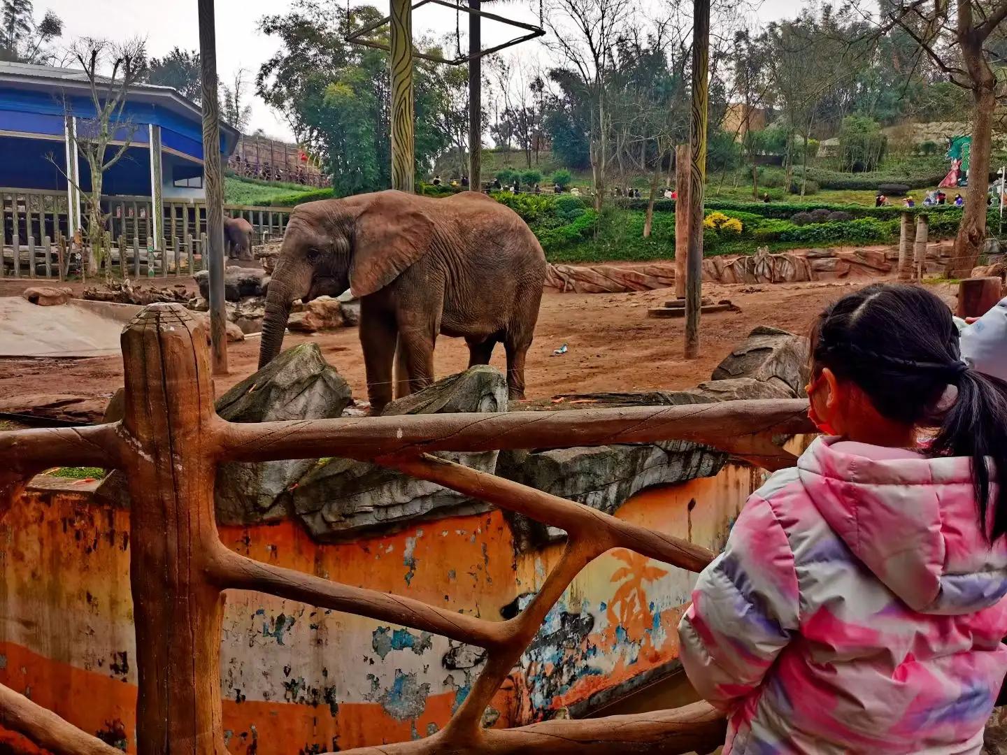 重庆乐和乐都野生动物园一日游,重庆野生动物园攻略一日游