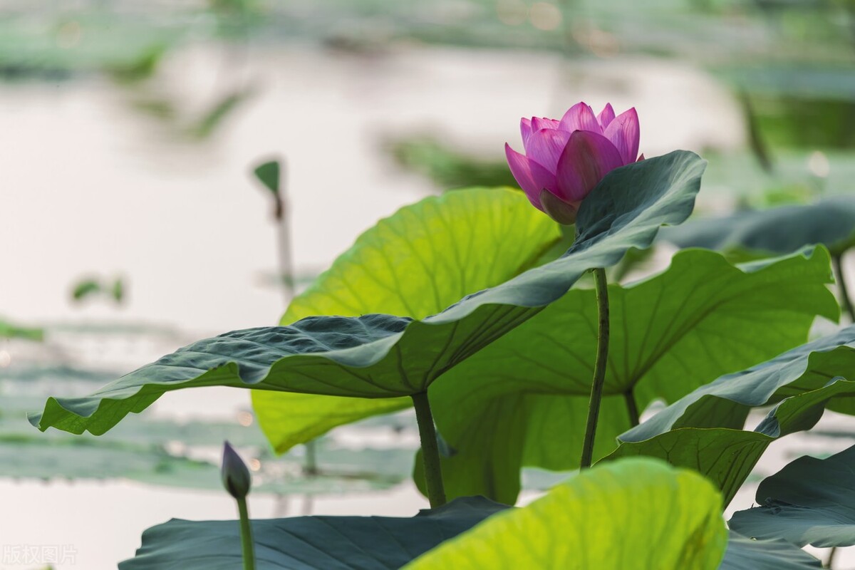 来杯2023，加糖，去冰，愿来年温暖如常，美好如初