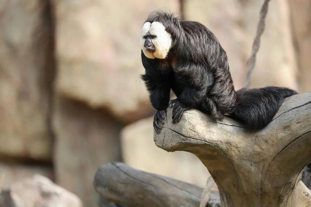 国人害怕的老猫猴子，居然是从非洲来的？黑毛白脸的怪物是什么？