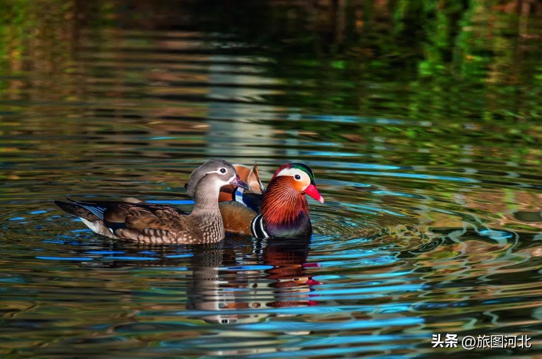 一起出发丨跟着“鸟王爷”去观鸟