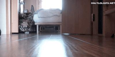 为什么有些兔子可以倒立行走,兔子居然还会练功