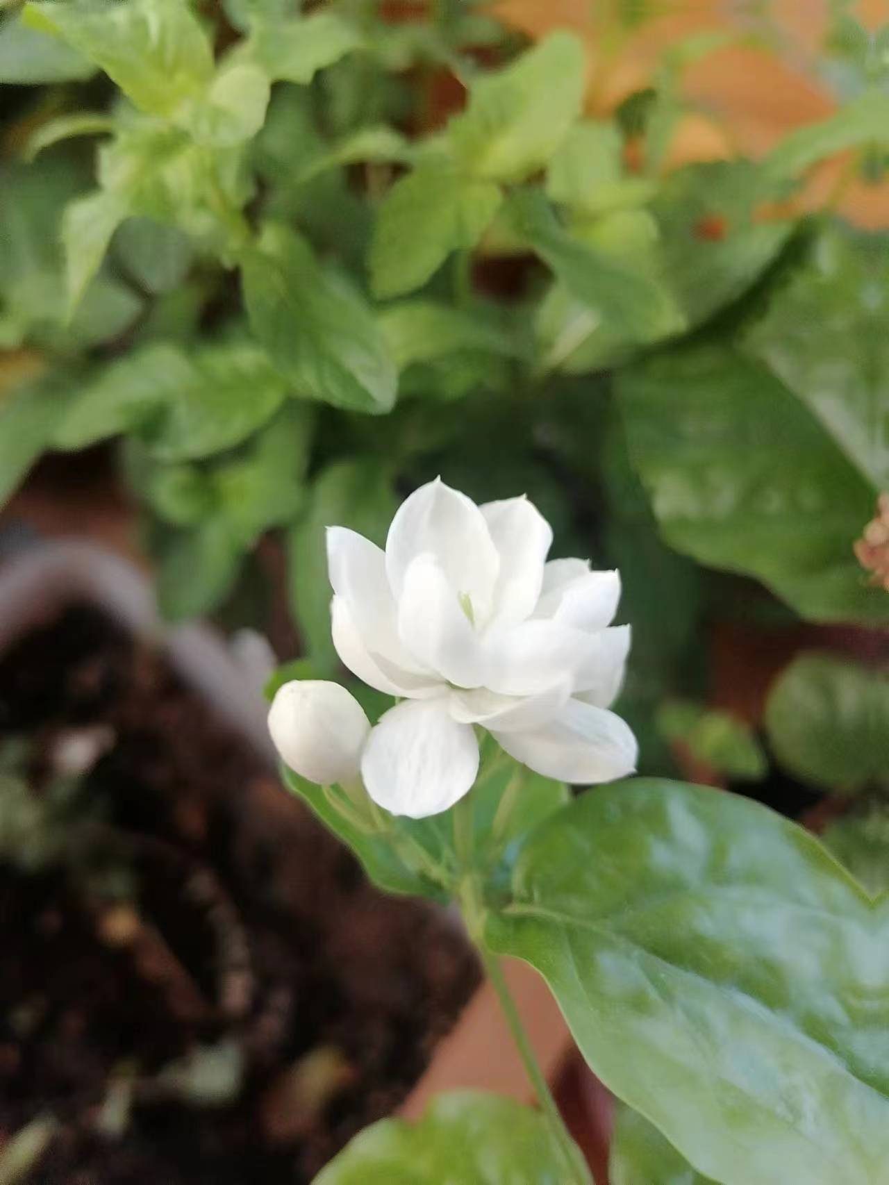 茉莉花开,尽是茶香,绝无期限