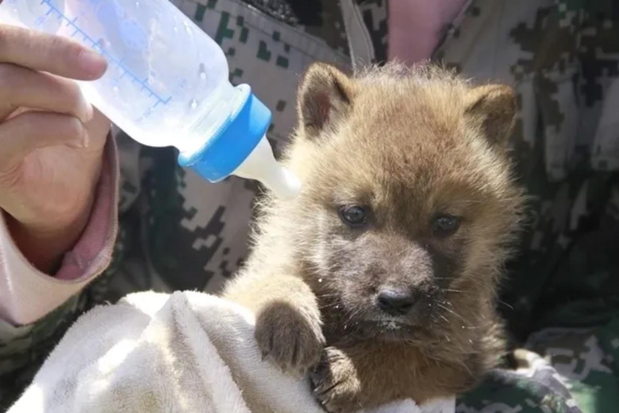 12年前把狼带回家当儿子,12年前成都女孩把狼儿带回家