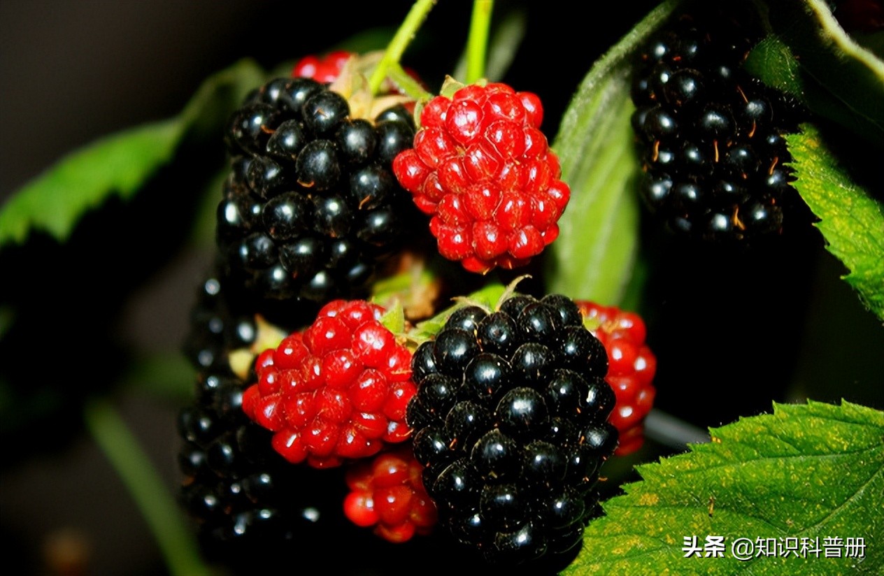 十种能吃的水果,哪种水果最健康