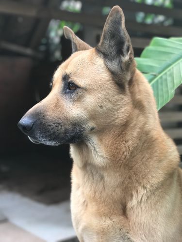 土狗基本都是什么品种,土狗哪个品种比较大