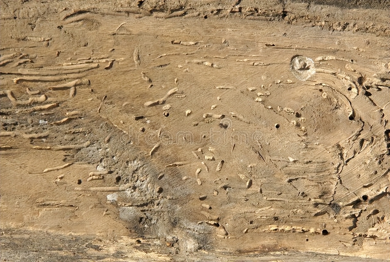 木质家具里的虫子怎么彻底清除,家具有蛀虫怎么消灭干净