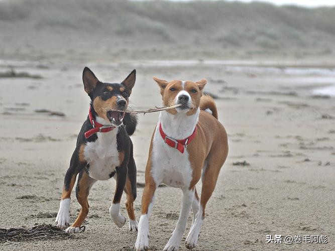 为什么动物交配前会相互闻屁股，看似尴尬的行为，却充满科学依据