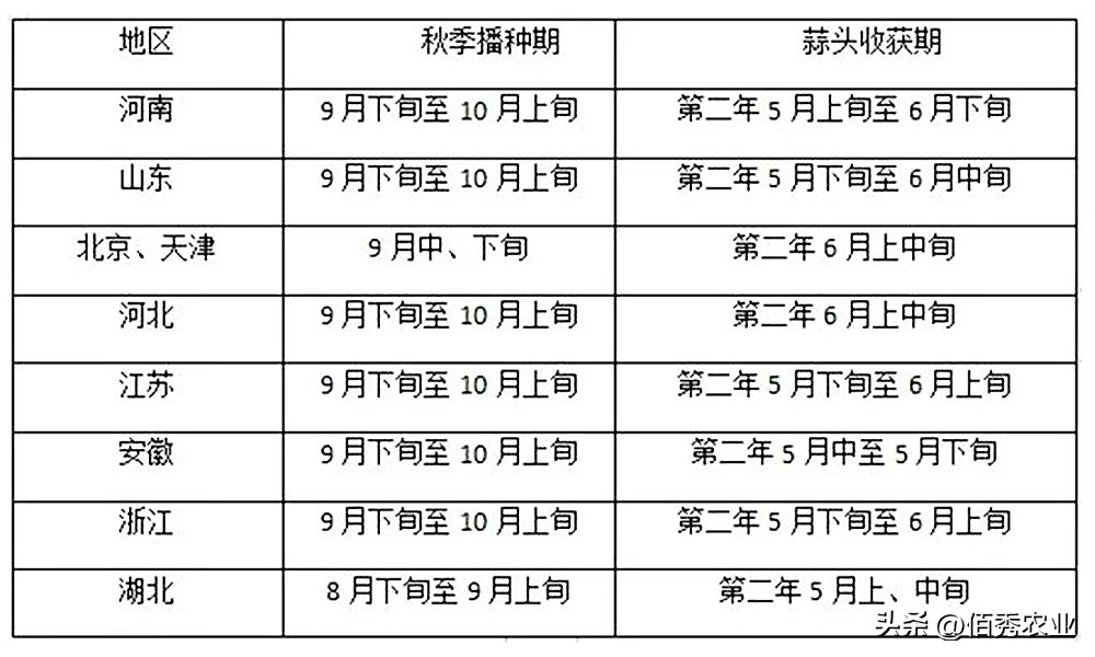 大蒜出苗后能用乙氧氟草醚除草吗,大蒜种植方法什么时候打药
