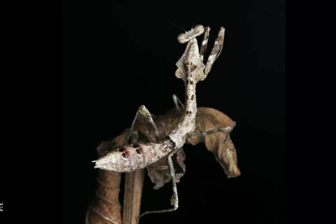 螳螂吃掉自己丈夫的头,螳螂为什么吃掉配偶螳螂吃蛇