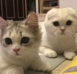 最受欢迎的猫咪十大排名,盘点目前五种最受欢迎的猫咪