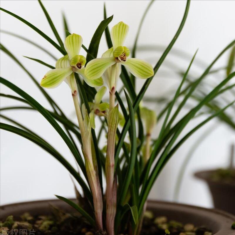 兰花空根最好的处理方法,兰花空根的补救方法