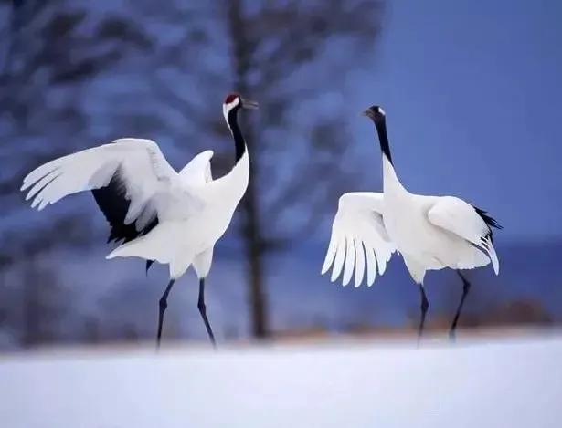 学会释然是治愈心疾的良方,疗愈心灵的学会宽恕的书