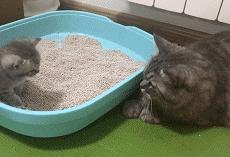 低智商猫的十大特征,高智商的猫都有哪些表现