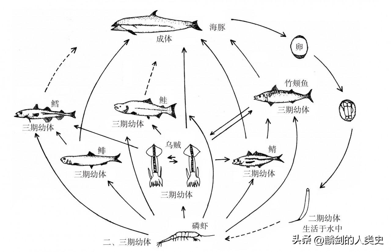 动物界种类最多的动物类群,动物界节肢动物