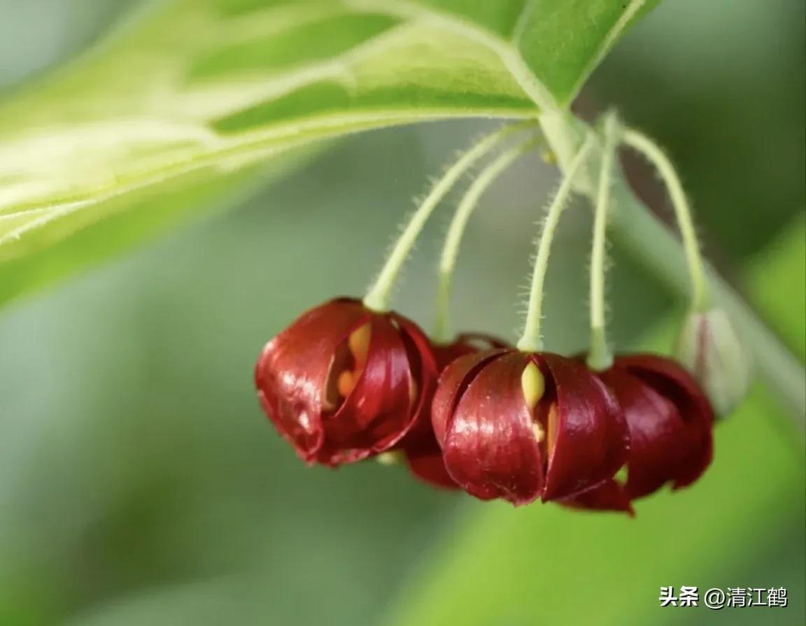 人称“江边一碗水”，荒野3月开紫花，细读栽培“5措施”秒懂种植