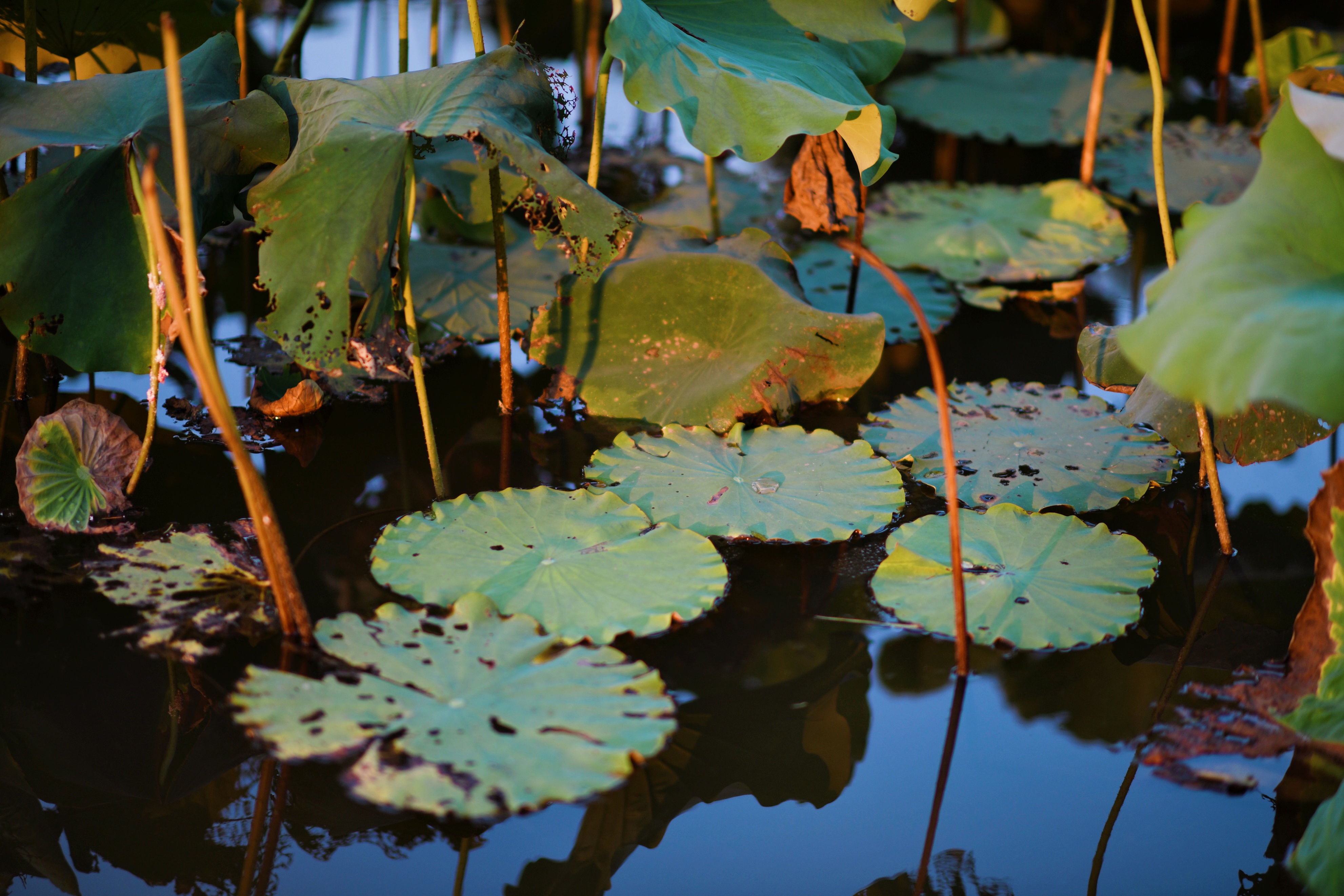 重庆市赏花胜地游玩线路,重庆渝北周边赏花地点推荐