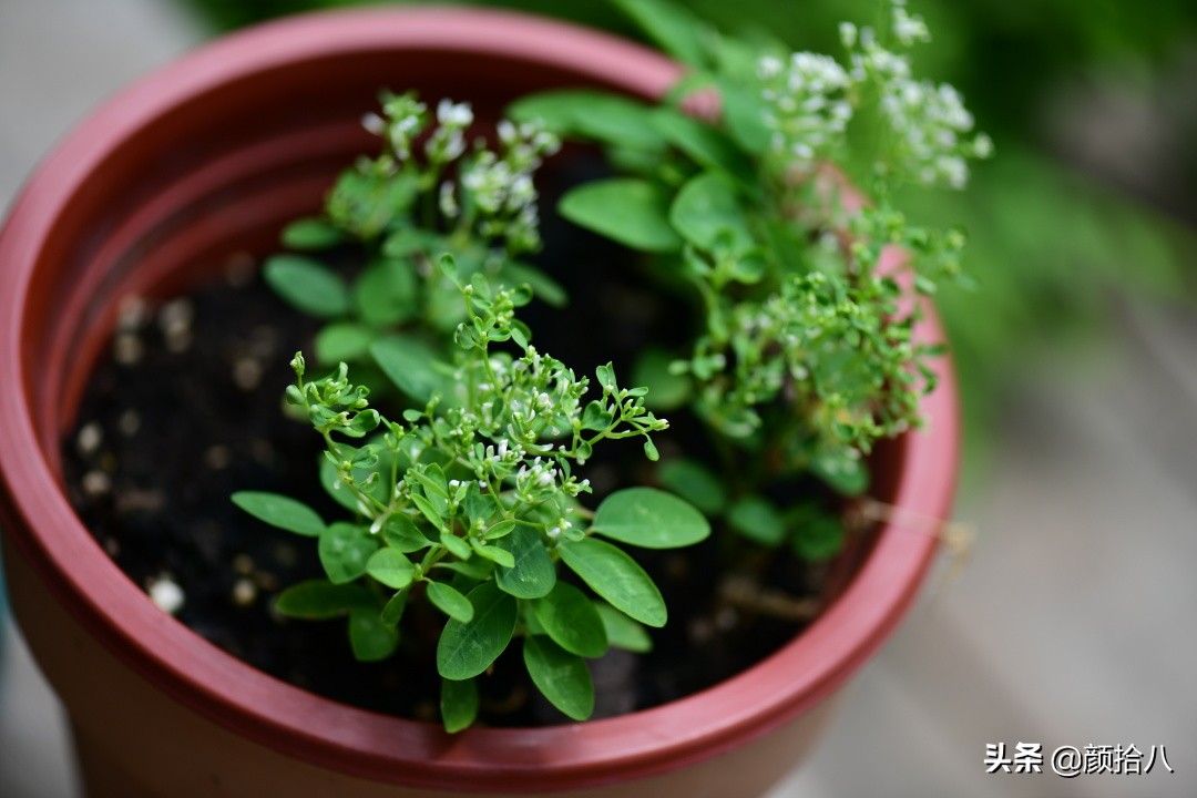 看到你的花园那么惨，我就安心了|园丁