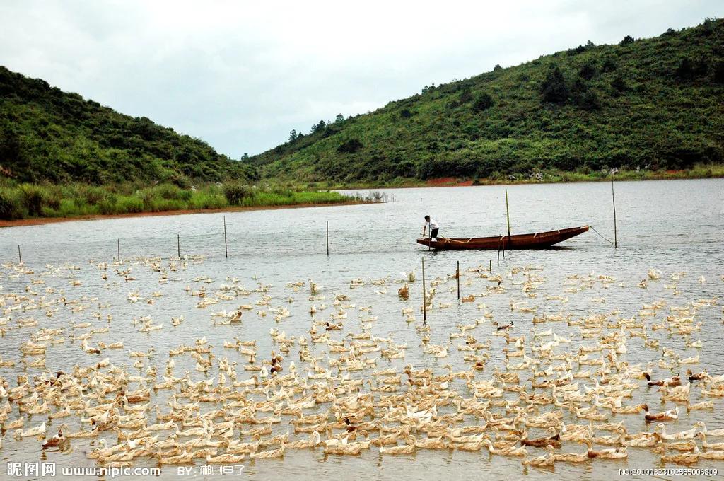 在农村搞养殖哪种可靠又赚钱,农村搞什么养殖不愁销路能赚钱