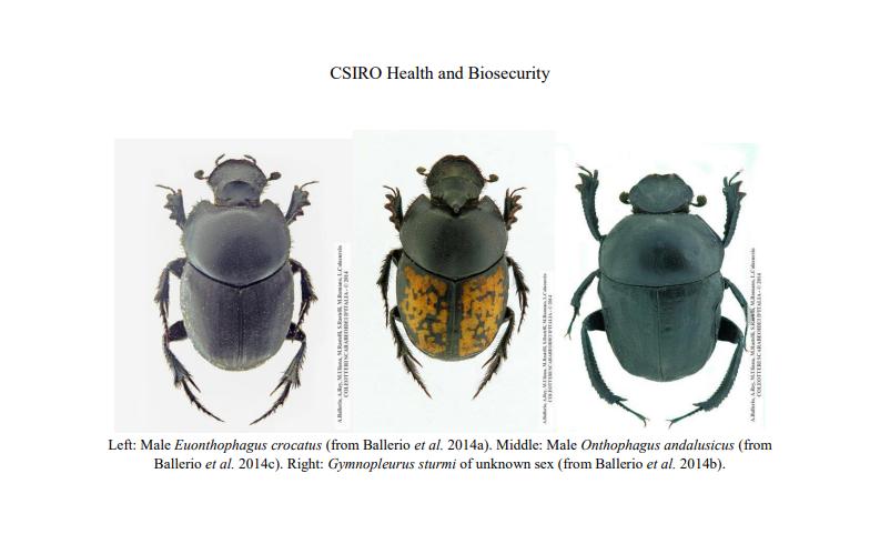 屎壳郎也得向我国进口！2019年，澳洲每进口1500只，就要2500元