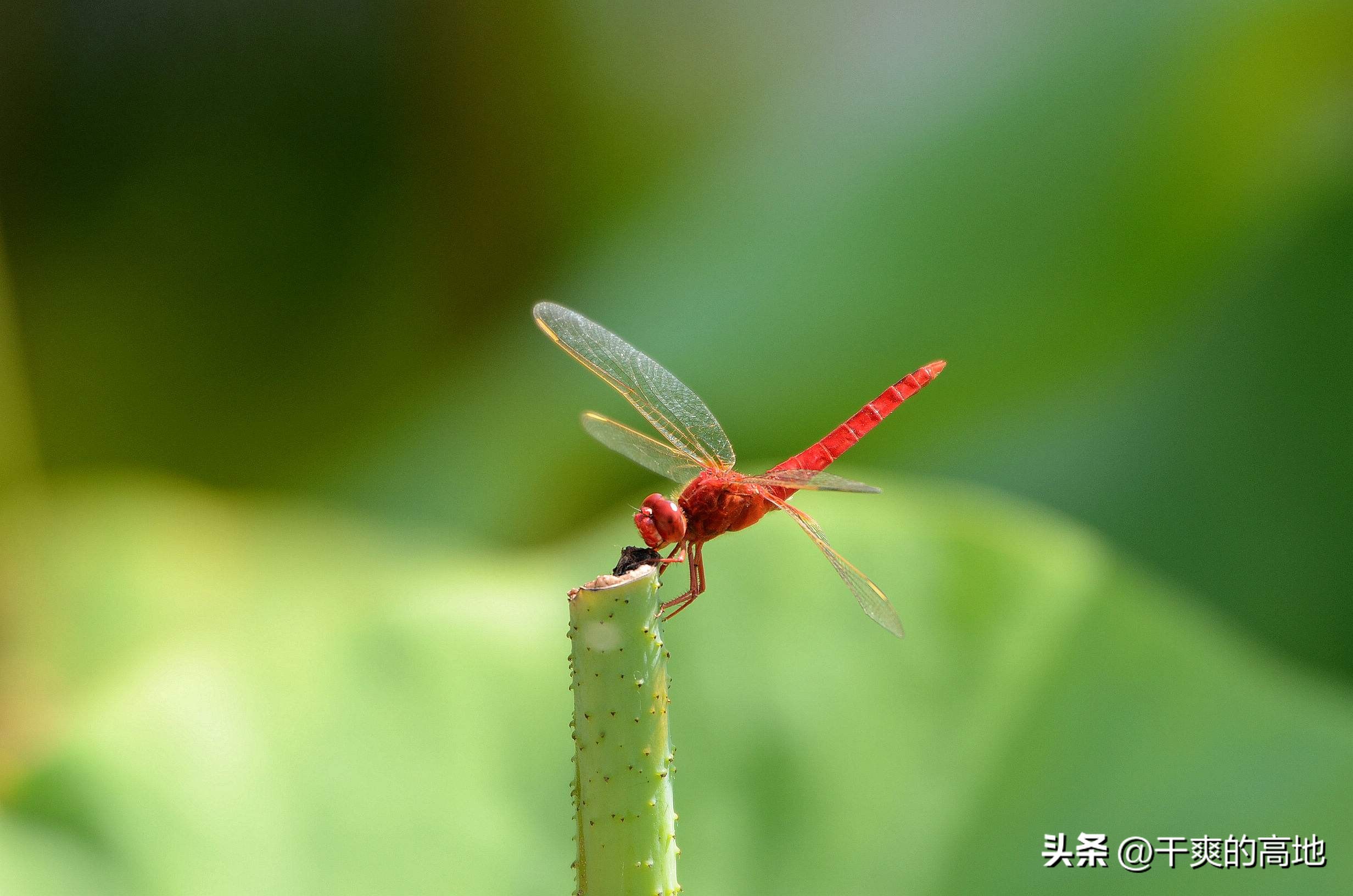 红蜻蜓散文朗诵,金波散文红蜻蜓读后感