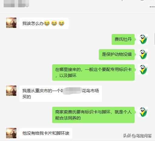 不小心买了违法鹦鹉怎么办,没办证的鹦鹉怎么处理掉