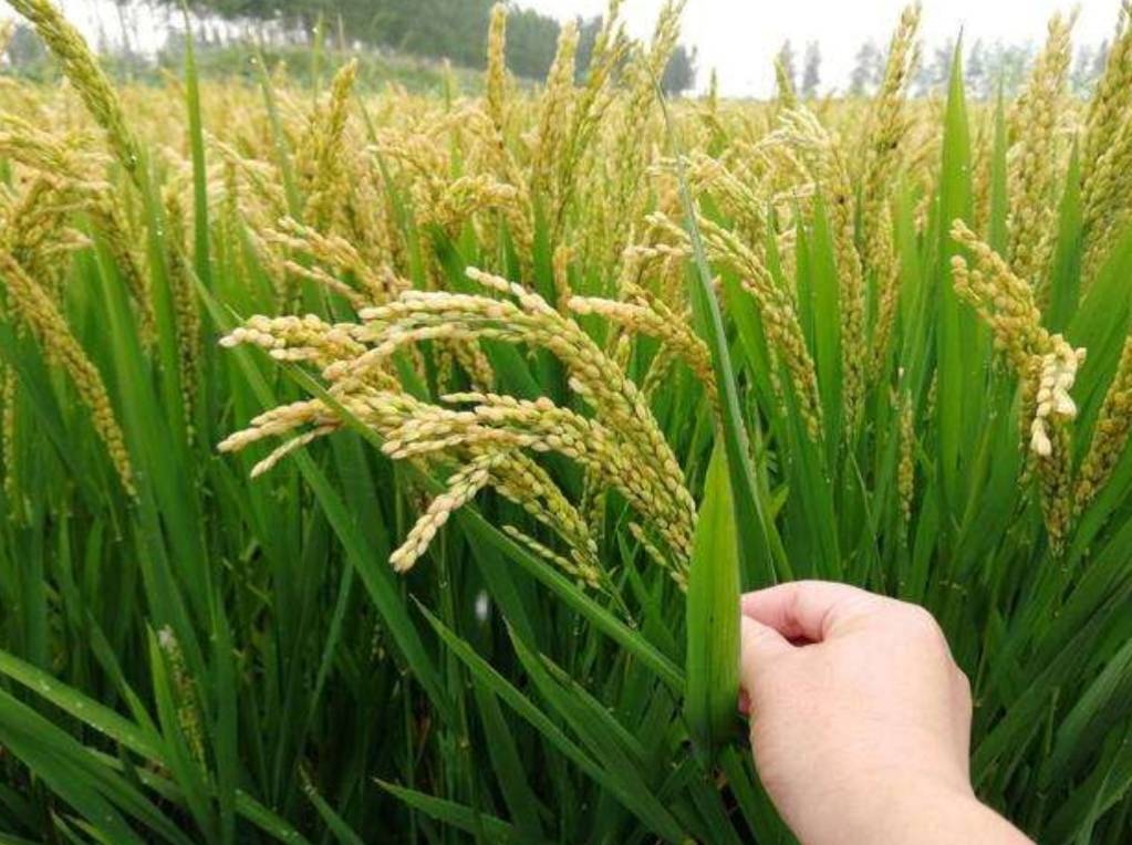 性价比高的健康大米,便宜大米营养价值