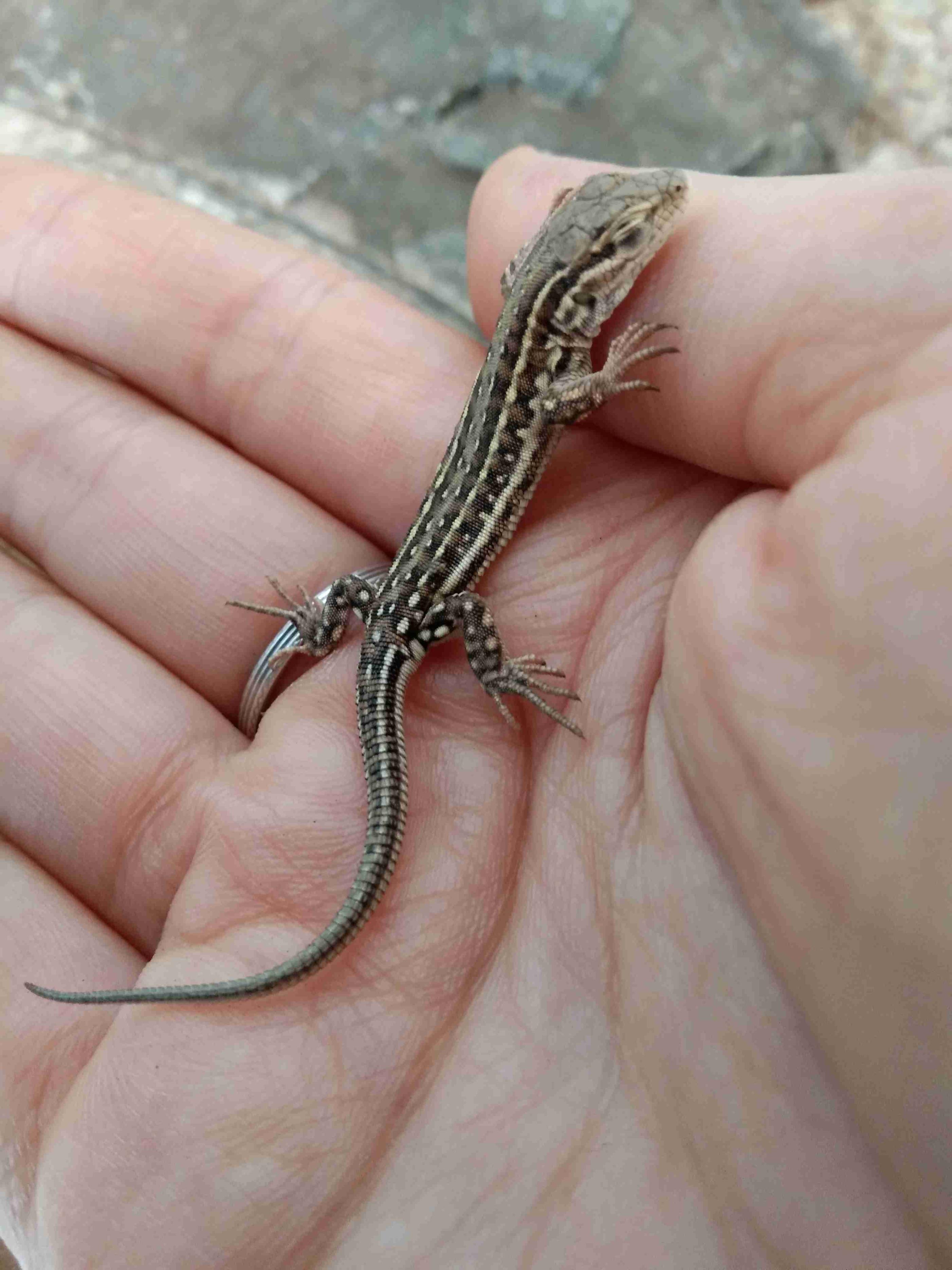 老人口中一碰就碎的“碎蛇”，尾巴吃了大补，是蛇和蜥蜴的杂交？