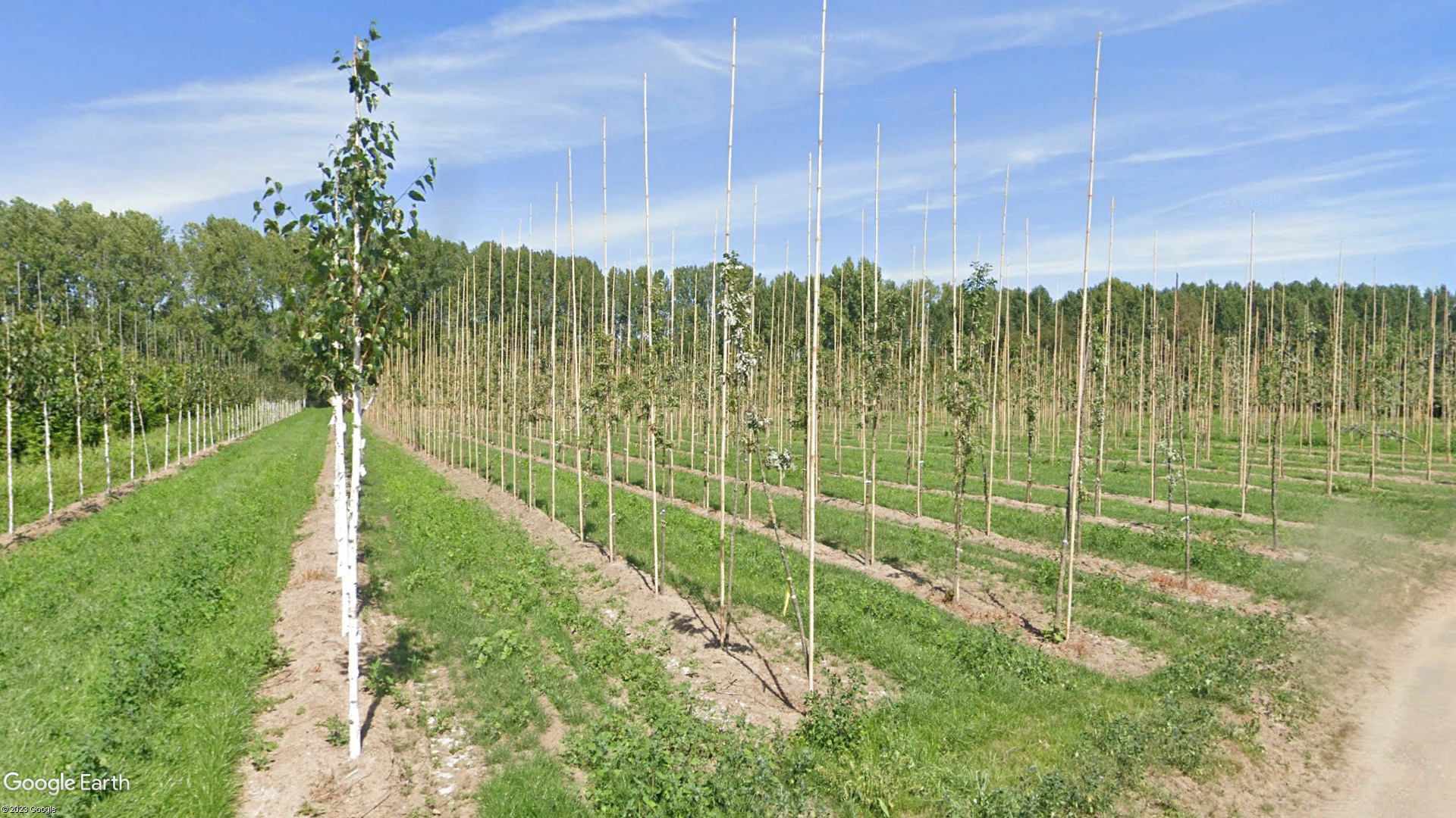 绿化一棵景观树多少钱,一百亩地的绿化树值多少钱